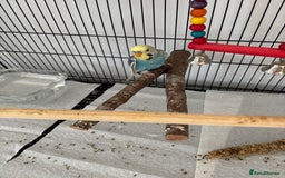 Budgerigars birds for sale: Beautiful Male Young Budgie  - Image 2