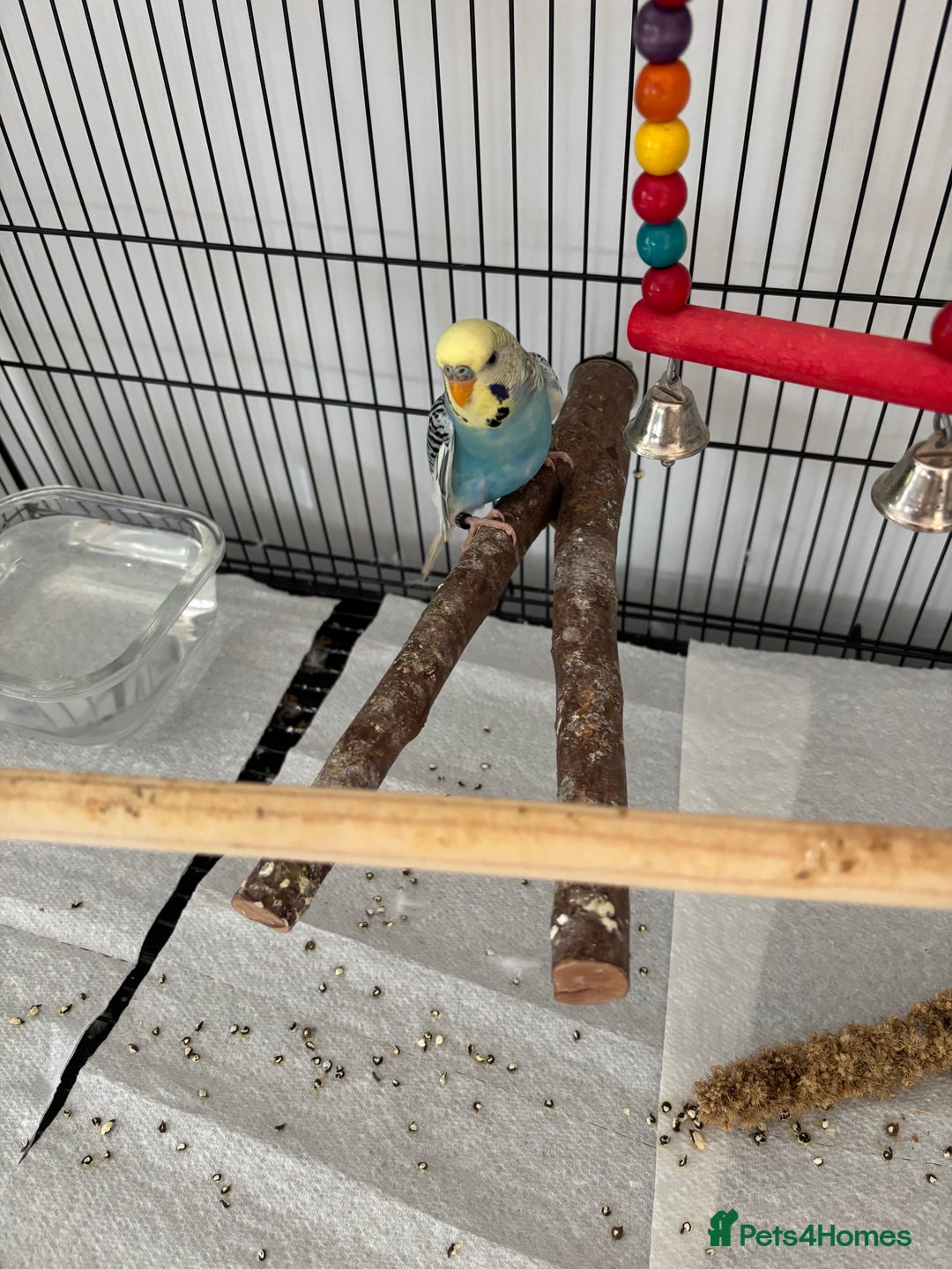 Budgerigars birds for sale: Beautiful Male Young Budgie  - Image 2