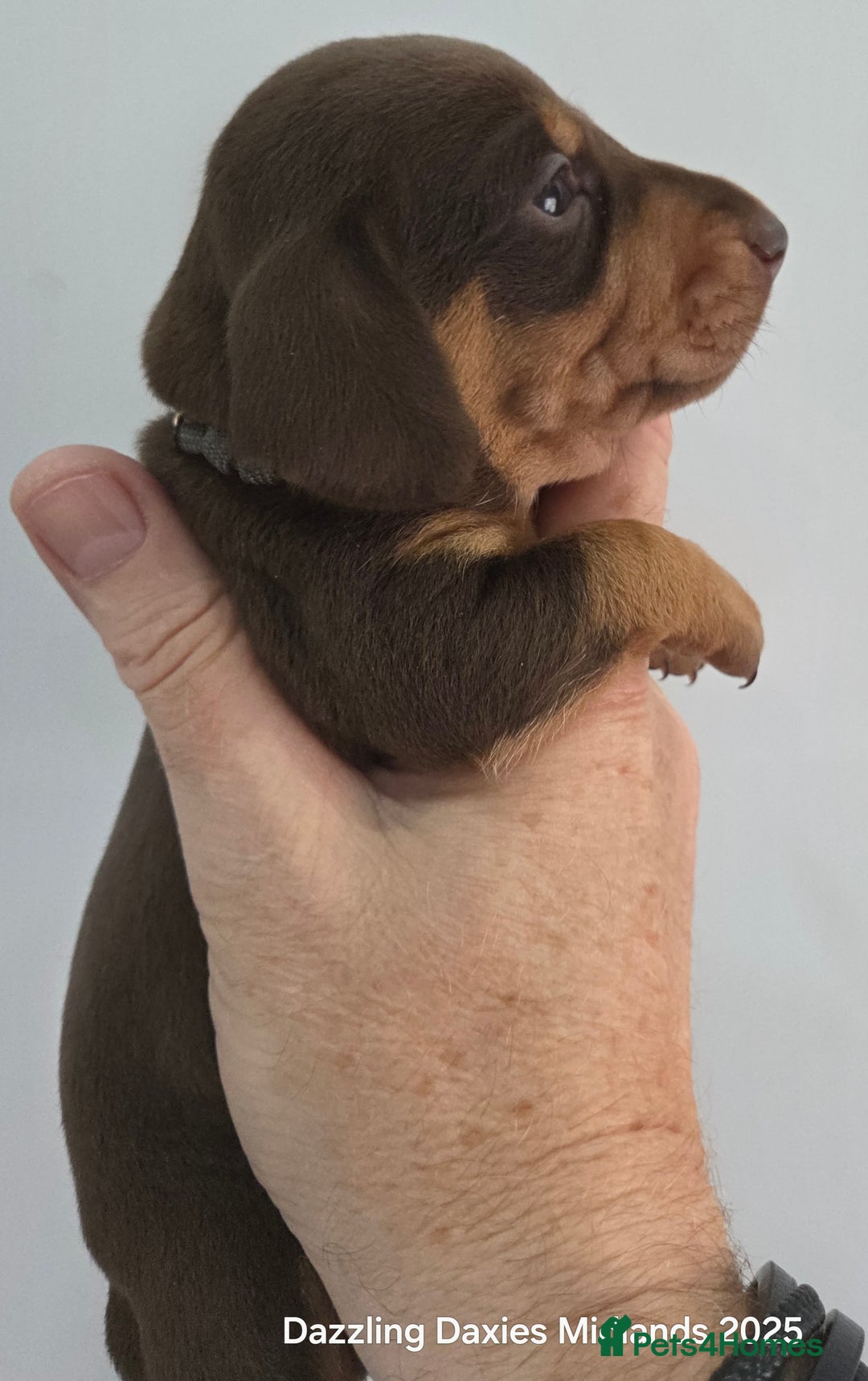 Miniature Dachshund dogs for sale: Shorthaired Minature Daschunds  - Image 12