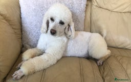 Miniature Poodle dogs for sale: Rehoming 2 miniature poodle sisters  - Image 2