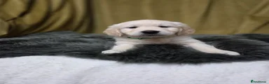 Golden Retriever Puppy 2
