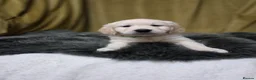 Golden Retriever dogs for sale: Golden retriever puppies  - Advert 6