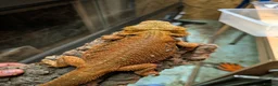 Bearded Dragon reptiles for sale: 4 x male bearded dragons read description  - Advert 7