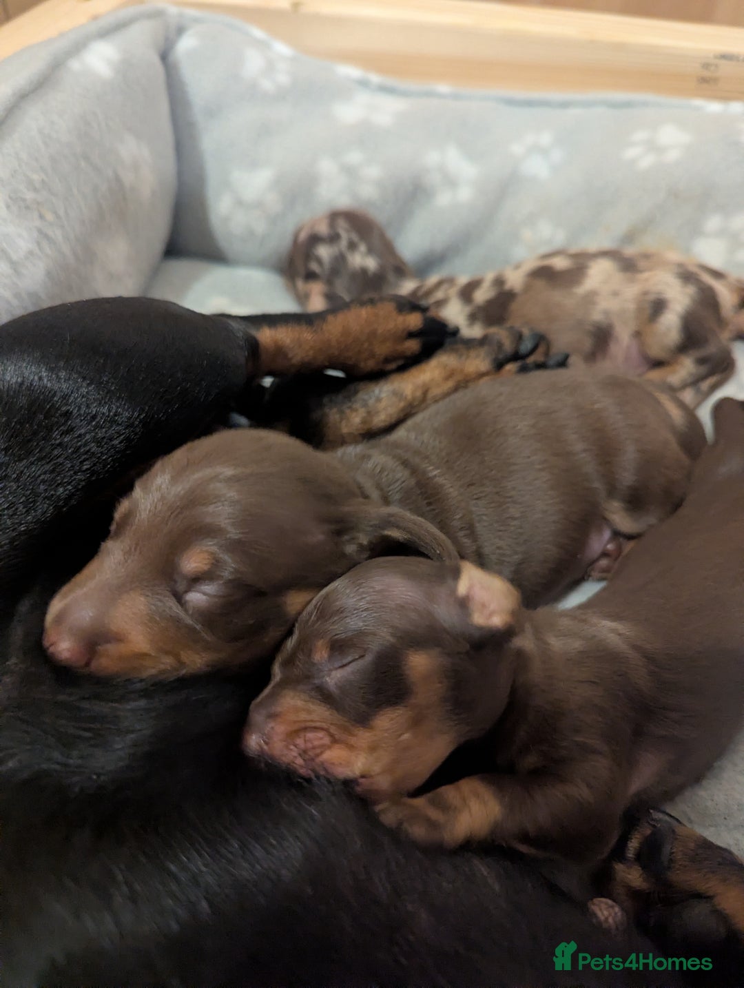 Dachshund dogs for sale: Tweenies Dachshunds 3 dogs 1 bitch - Advert 2