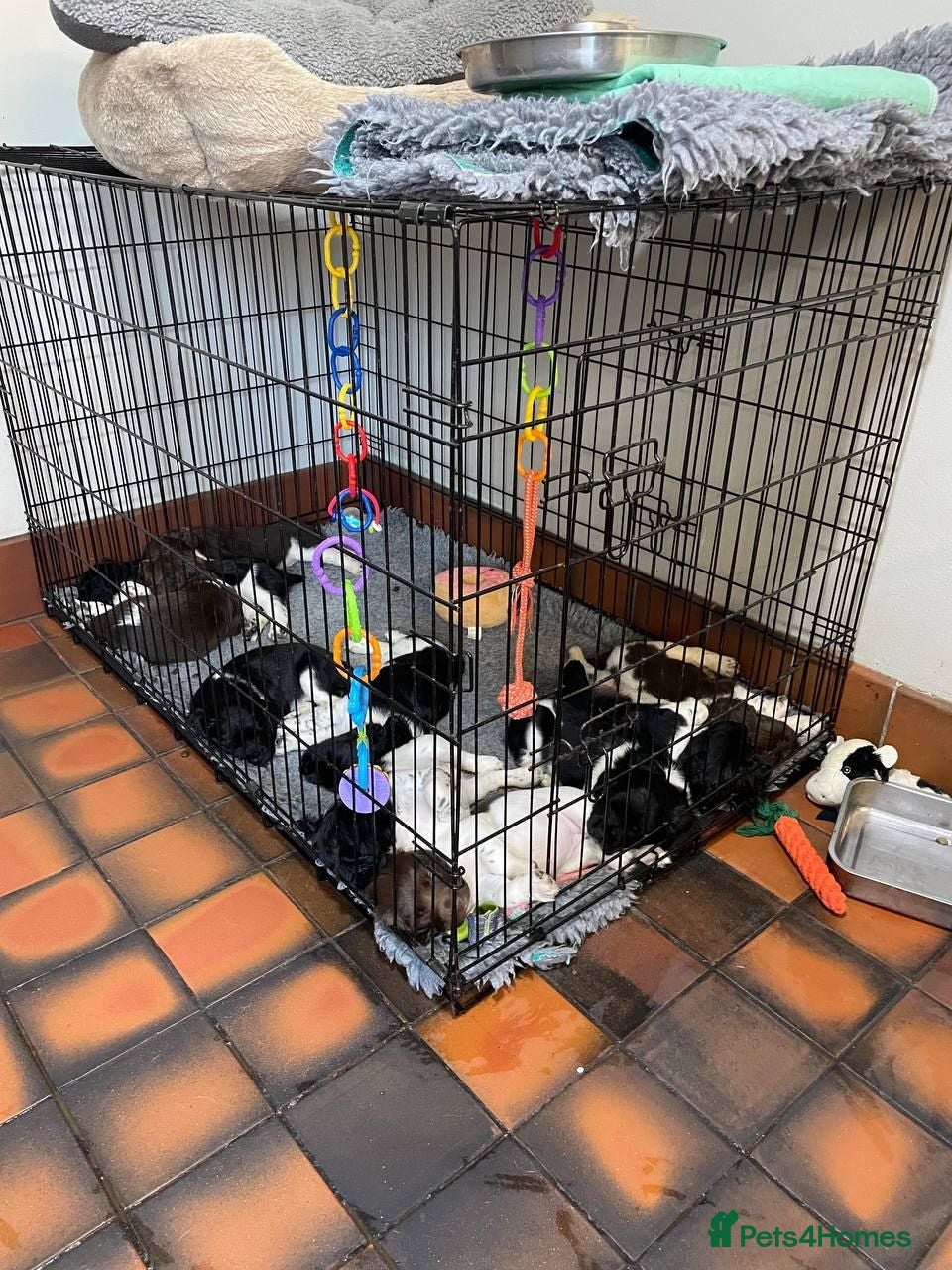 English Springer Spaniel dogs Therapy dog temperament, works well + off-switch - Advert 2