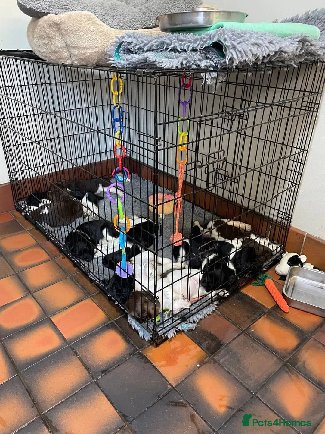 English Springer Spaniel dogs for sale: Therapy dog temperament, works well + off-switch - Advert 2
