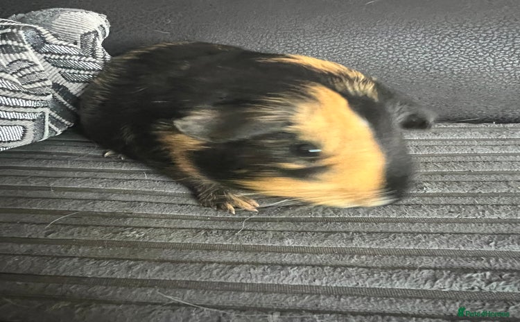 Guinea Pig rodents - Advert 9