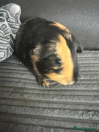 Guinea Pig rodents - Advert 2