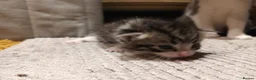 Mixed Breed cats for sale: 7 little kittens looking for new home. - Advert 7