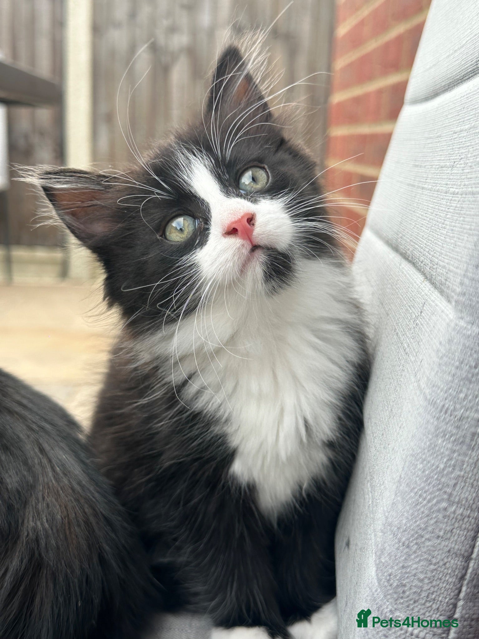 Domestic Shorthair cats Beautiful Long-Haired Tuxedo Kitten  - Advert 1