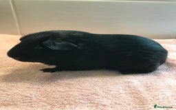 Guinea Pig rodents for sale: Self Black Boar -Pair of Fox Boars and Merino Boar - Advert 1