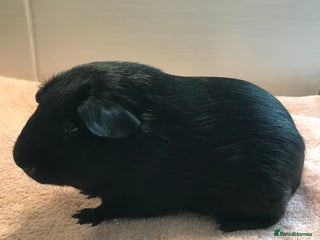 Guinea Pig rodents Self Black Boar -Pair of Fox Boars and Merino Boar - Advert 3