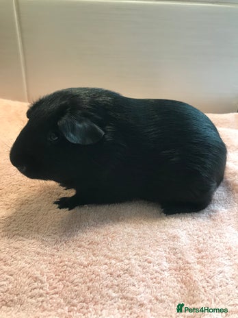 Guinea Pig rodents Self Black Boar -Pair of Fox Boars and Merino Boar - Advert 7