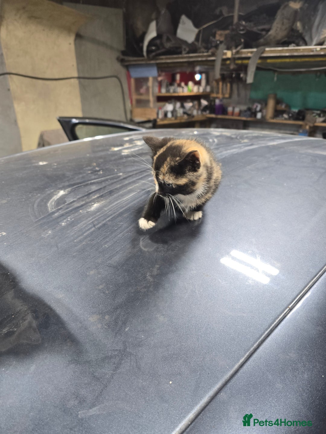 Ragcoon cats for sale: cats  - Image 2