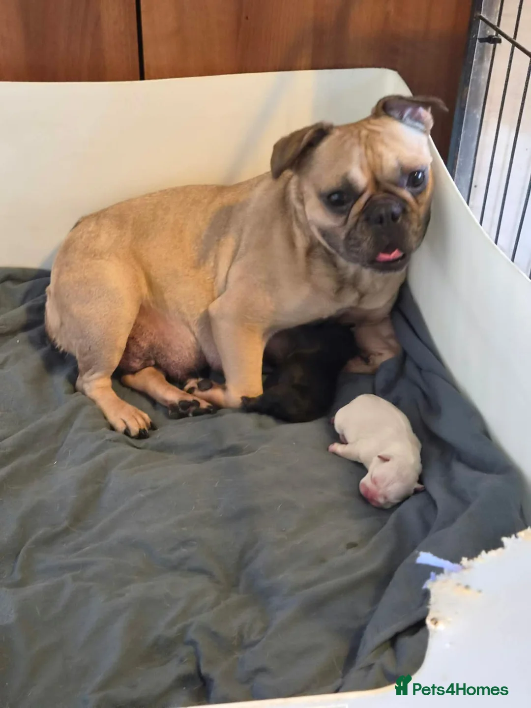 French Bulldog dogs for sale: KC REGISTERED FRENCHIE BOY - Advert 8