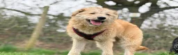 Mixed Breed dogs for adoption: Meet Toby, currently residing in Fife in Kirkcaldy - Advert 2