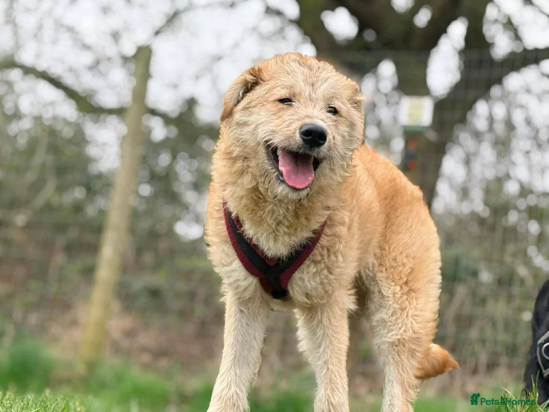 Mixed Breed dogs for adoption: Meet Toby, currently residing in Fife in Kirkcaldy - Advert 2