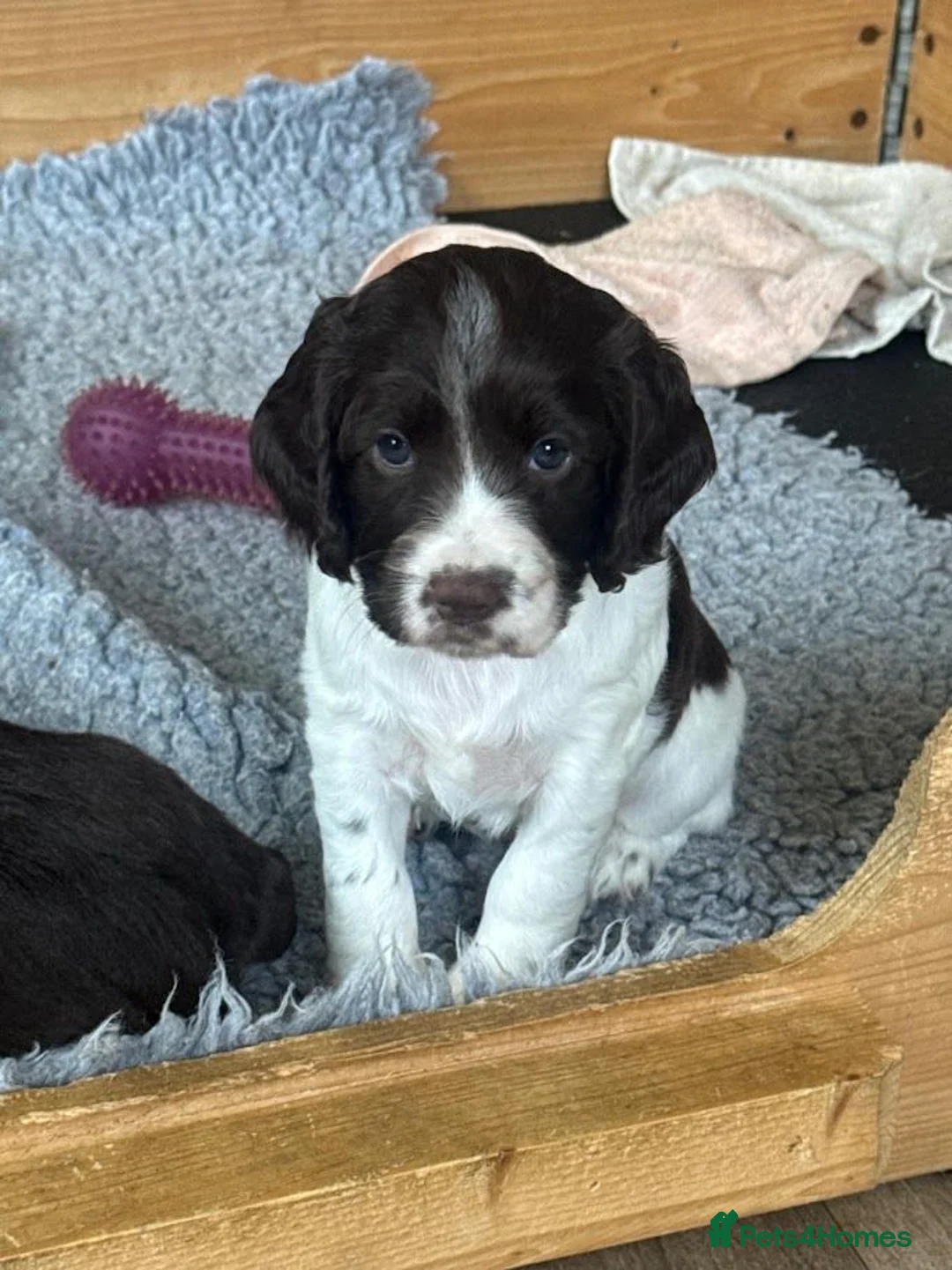 Cocker Spaniel dogs for sale: *Stunning Cocker Spaniel Puppies* - Advert 14