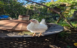 Chickens poultry for sale: 3 Small Chickens Serama hens - Image 3