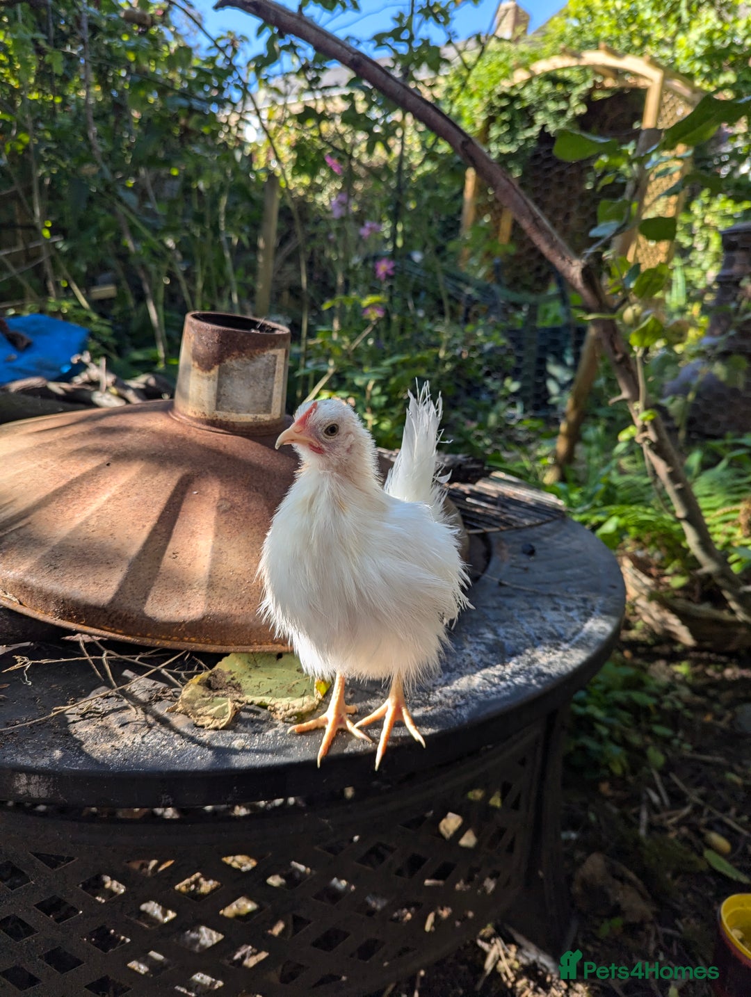 Chickens poultry for sale: 3 Small Chickens Serama hens - Image 3