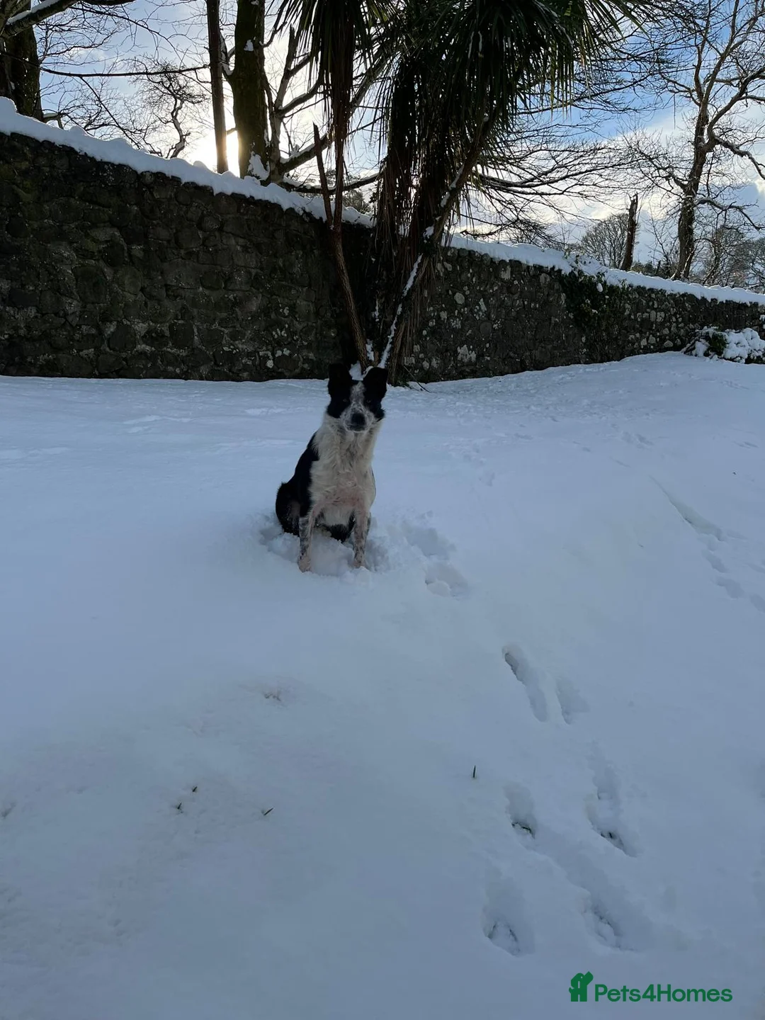 Border Collie dogs for sale: Bob the border collie - Advert 2