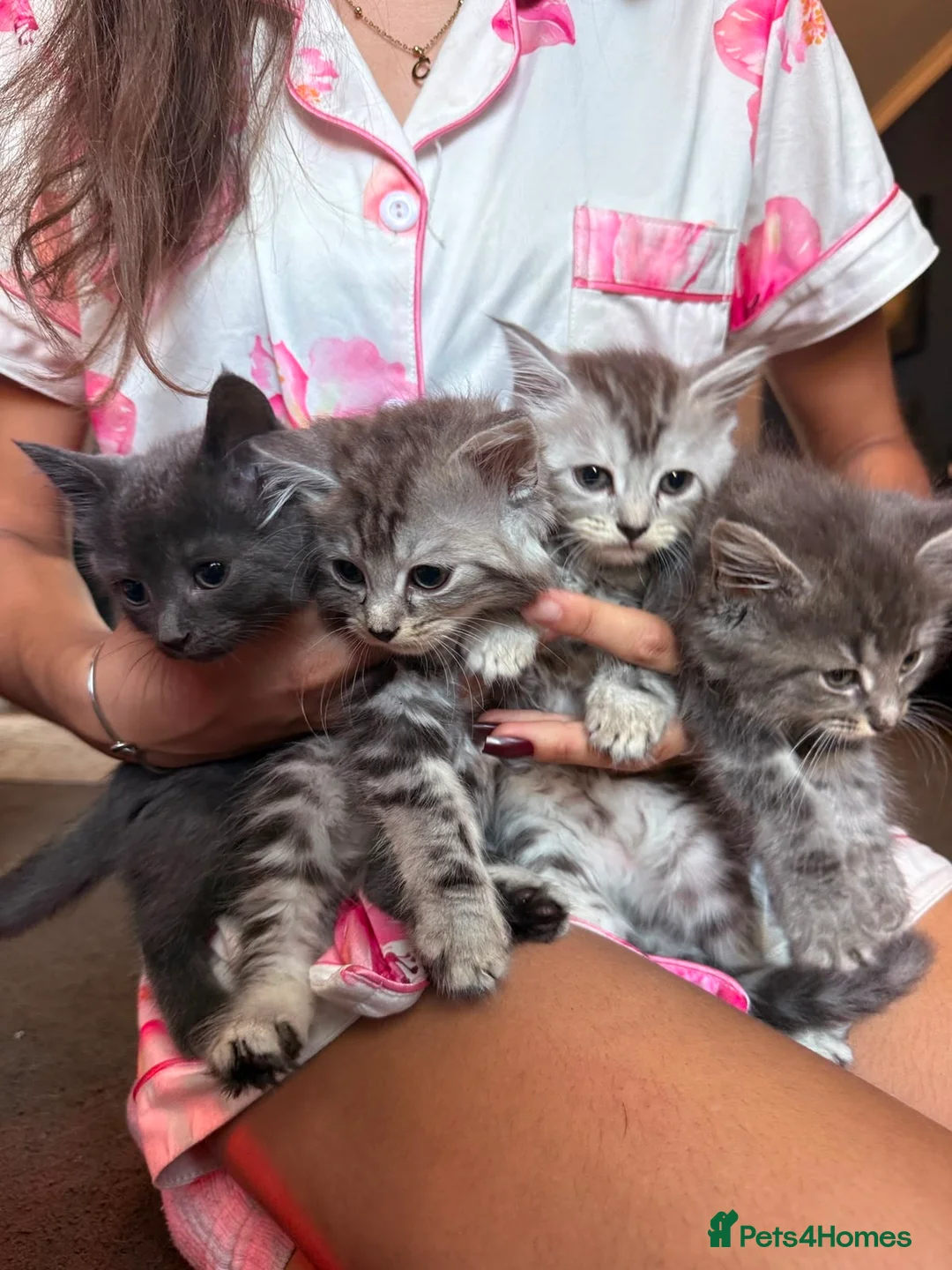 Bengal cats for sale: Bengal cross kittens  - Advert 2