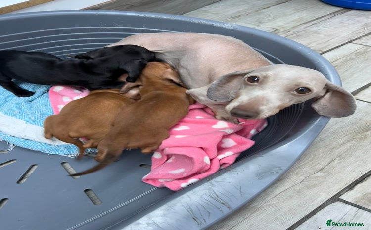 Miniature Dachshund dogs - Advert 14