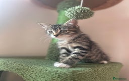 Hamster rodents for sale: 2 kittens available for CARING HOME - Image 6