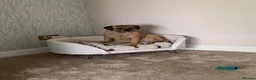Border Terrier dogs for sale: Border Terrier Female,Monkey,Loving Home Wanted in Halifax - Advert 4