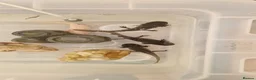 Axolotl reptiles for sale: Axolotl (wild & Leucistic) - Advert 1