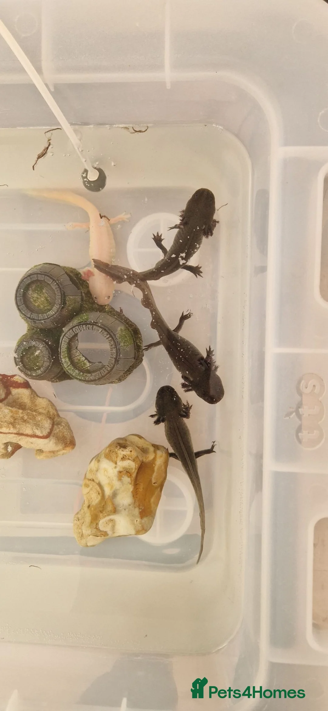 Axolotl reptiles for sale: Axolotl (wild & Leucistic) - Advert 1