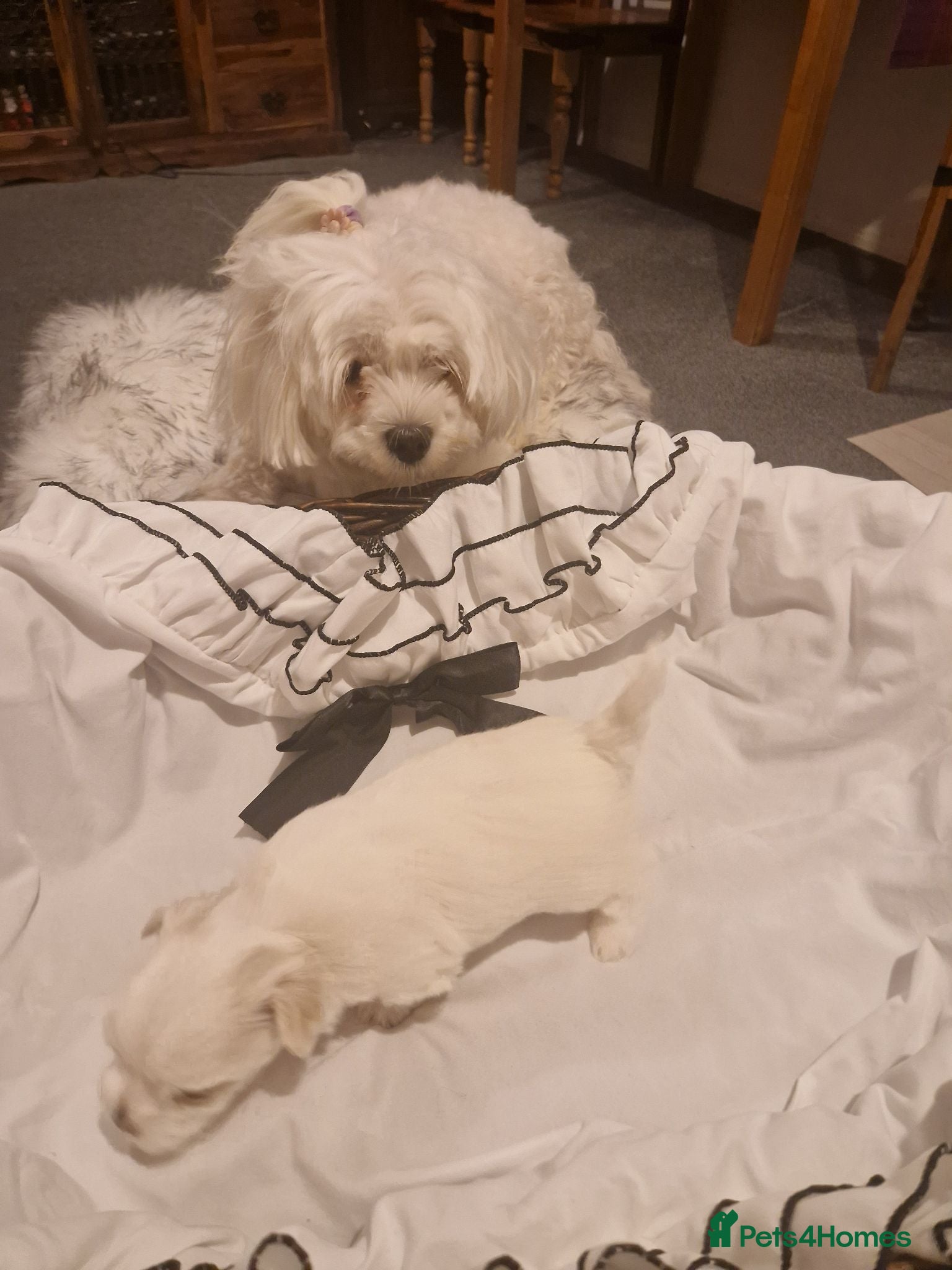 Maltese dogs Toy baby maltese  - Advert 4
