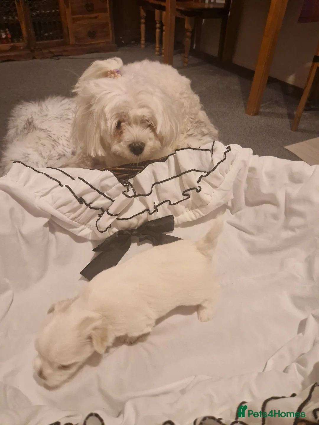 Maltese dogs for sale: Toy baby maltese  - Advert 1