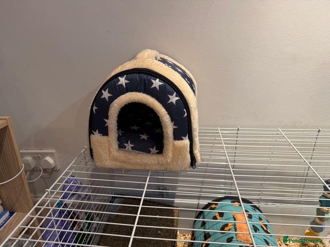 Guinea Pig rodents for sale: 2 baby 12 week male Guinea Pigs + Cage - Image 9