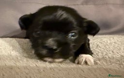 Mixed Breed dogs for sale: Malchi Puppies Looking for Their Forever Homes  - Image 3