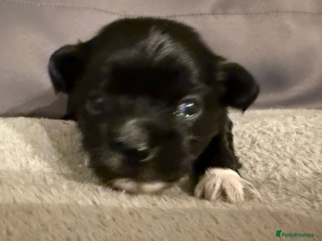 Mixed Breed dogs for sale: Malchi Puppies Looking for Their Forever Homes  - Image 3