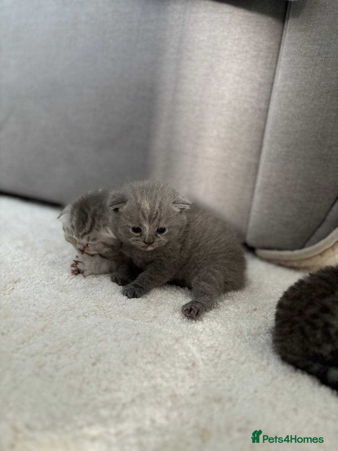 Scottish Fold cats for sale: Scottish fold&straight kittens - Advert 12