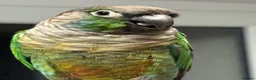 Conures birds for sale: Conure  - Advert 6