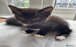 Mixed Breed cats for sale: Gorgeous kittens black and white - Image 10