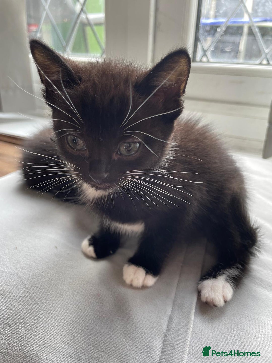 Mixed Breed cats for sale: Gorgeous kittens black and white - Image 10