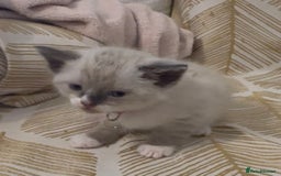 British Shorthair cats for sale: BSH mixed Russian Blue - Image 8