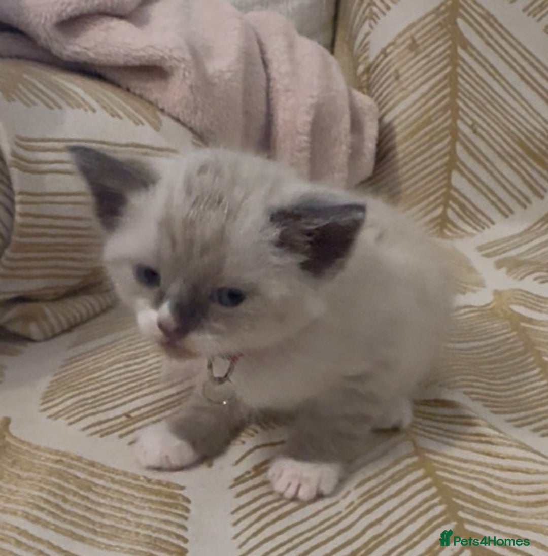 British Shorthair cats for sale: BSH mixed Russian Blue - Image 8