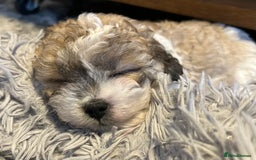 Maltipoo dogs for sale: Maltipoo puppies  - Image 8