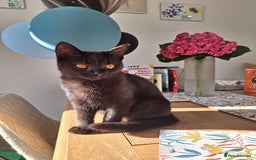 British Shorthair cats for sale: 🤎SALE!!! Chocolate BSH boy and girl, LONDON SE9🤎 - Image 1