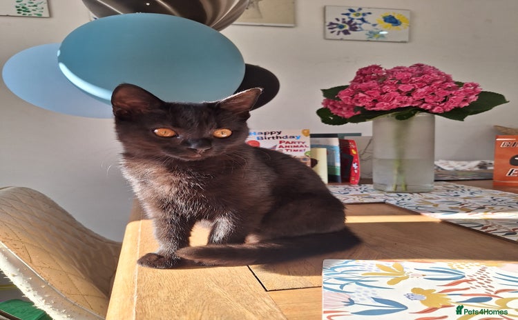 British Shorthair cats - Advert 4