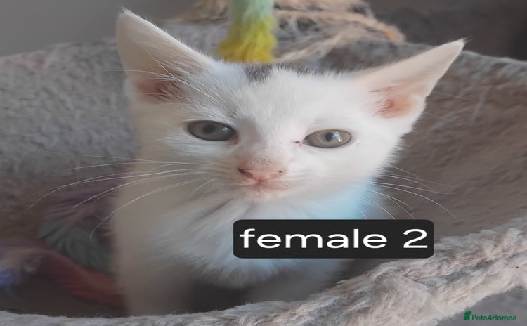 Mixed Breed cats - Advert 9
