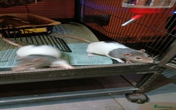 Rat rodents for sale: Cardiff: 2 lovely female rats for rehoming - Advert 5