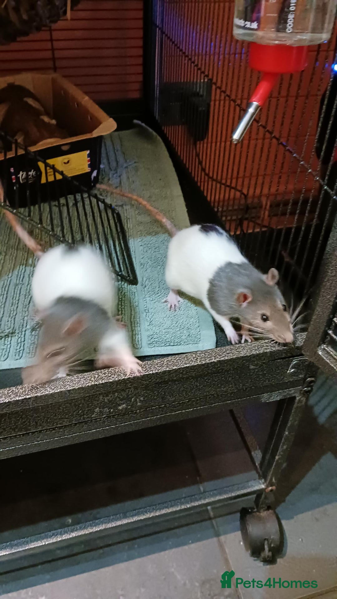 Rat rodents for sale: Cardiff: 2 lovely female rats for rehoming - Advert 5