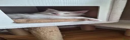 Maine Coon cats for sale: Snow & Fire Maine Coon Kittens GCCF - Advert 12
