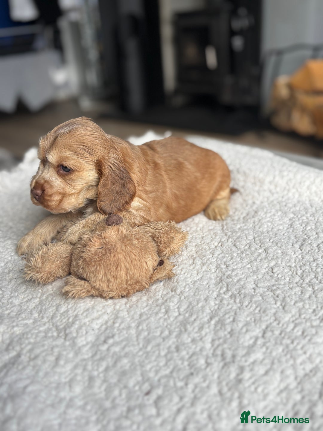 Cocker Spaniel dogs for sale: 🐾[Simbawood Lines]KC Show Cocker Spaniels🐾 - Advert 6